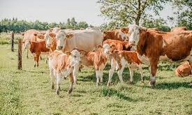 Farma HR Sezona 1 Epizoda 42 sa Prevodom