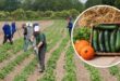 Farma HR Sezona 1 Epizoda 64 sa Prevodom