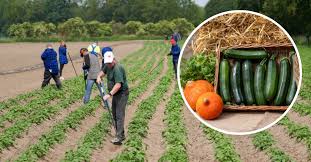 Farma HR Sezona 1 Epizoda 59 sa Prevodom